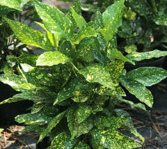 Gold Dust Variegated Aucuba