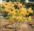 Golden Lights Deciduous Azalea