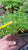Starter Plant
