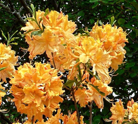 Golden Lights Deciduous Azalea