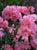 Hampton Beauty ( Pericat ) Azalea