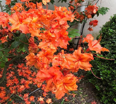 Pat Ryan Deciduous Aromi Azalea