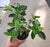 starter plant ( 7m )