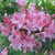 Spring Sensation Deciduous Aromi Azalea