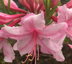 Spring Sensation Deciduous Aromi Azalea