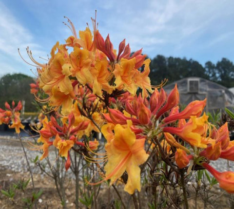 Tallulah Sunrise Deciduous Azalea