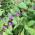 Early Amethyst Beautyberry