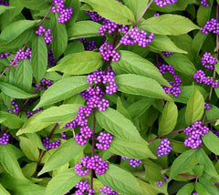 Early Amethyst Beautyberry