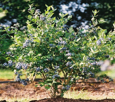 Mini Blues Blueberry Bush