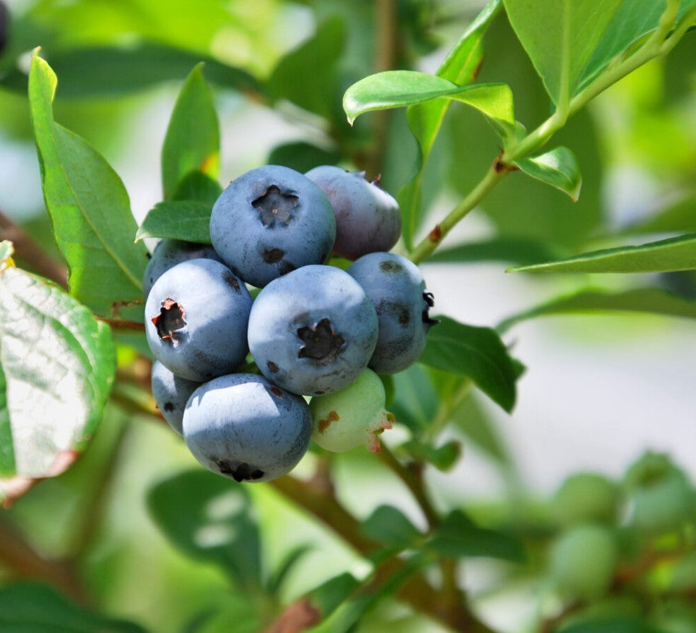 Blue Tree Mini Mini Blues Blueberry Bush | New Life Nursery