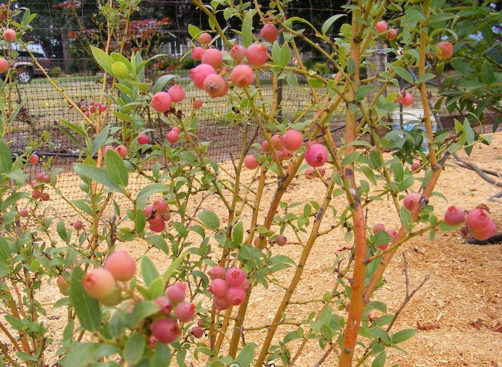 Pink Lemonade Raspberry Bush Pink Lemonade Blueberry | New Life Nursery