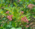 Pink Popcorn® Blueberry