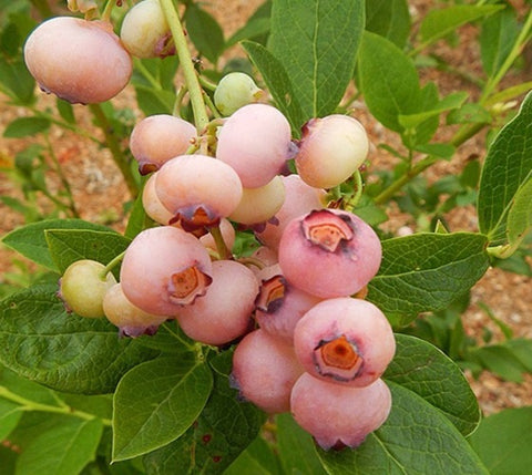 Pink Popcorn® Blueberry