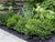 Little Missy Dwarf Boxwood ( buxus )