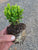 Starter Plant ( 7m )