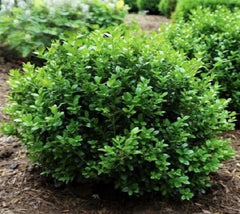 Little Missy Dwarf Boxwood ( buxus ) ...