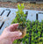 Starter Plant ( 3m )
