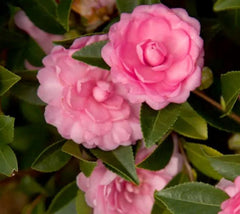 October Magic® Pink Perplexion™ Camellia