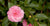October Magic® Pink Perplexion™ Camellia