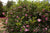 October Magic® Pink Perplexion™ Camellia