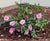 October Magic® Pink Perplexion™ Camellia