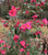 Crimson Candles Hybrid Camellia