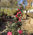 Crimson Candles Hybrid Camellia