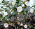 Sea Foam Camellia Japonica