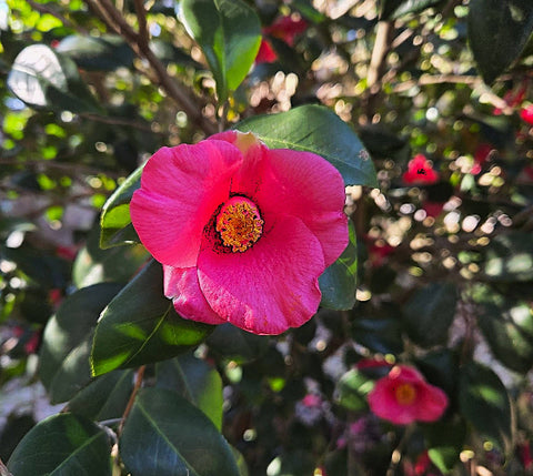 Crimson Candles Hybrid Camellia