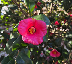 Crimson Candles Hybrid Camellia