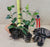 Starter Plant ( 4L )