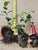 Starter Plant