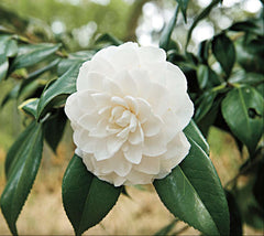 Sea Foam Camellia Japonica