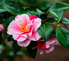 Tricolor Variegated Camellia Japonica