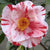 Tri color Variegated Camellia Japonica