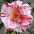 Tricolor Variegated Camellia Japonica