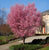 Okame Ornamental Flowering Cherry Tree