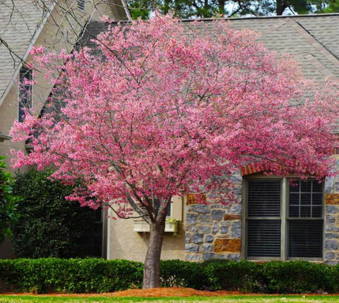 Okame Ornamental Flowering Cherry Tree