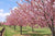 Okame Ornamental Flowering Cherry Tree