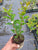 Starter Plant ( 7L )