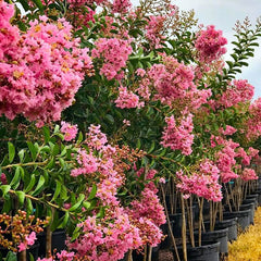 Sioux Pink Crape Myrtle Tree