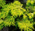 Crippsii Golden Hinoki Cypress