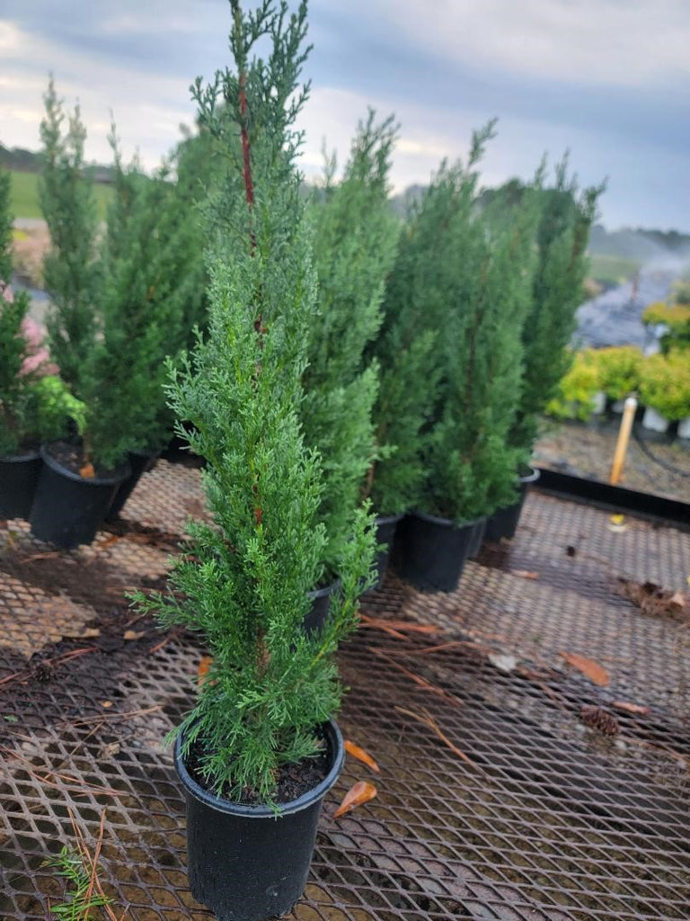 can you plant italian cypress in pots Italian Cypress ( Cupressus )