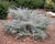 Angelica Blue Spreading Juniper