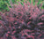 Rose Glow Japanese Barberry