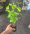 Starter Plant