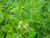 Buds Yellow Twig Dogwood
