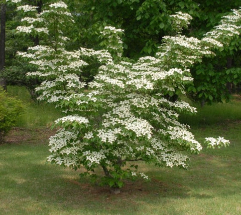 Kousa Dogwood Tree ( Cornus )