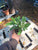 Starter Plant ( 8m )