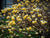 Nanjings Gold Edgeworthia ( Paper Bush )